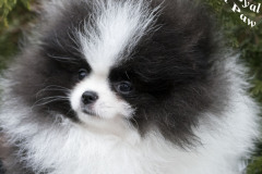 Paw-10