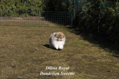Sweety-03.03
