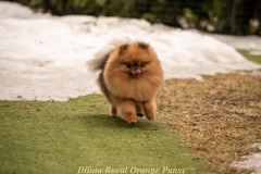 Petsy-2024.03.05