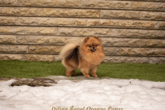 Petsy-2024.03.07